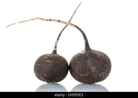 Two ripe organic black radishes, close-up, isolated on white Stock Photo
