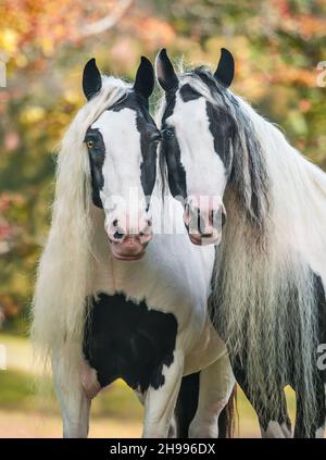 A Pair of Gypsy Vanner Horse mares. Stock Photo