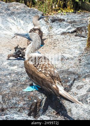 Couple of blue footed boobies in their nest. Galapagos island, Ecuador. Endemic animals. Rare birds Stock Photo