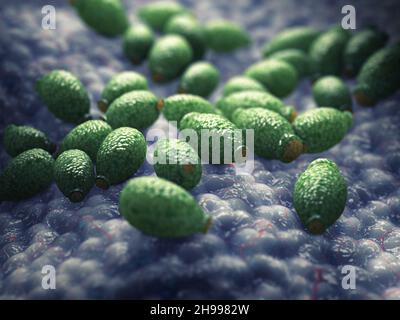 Candida albicans Stock Photo - Alamy