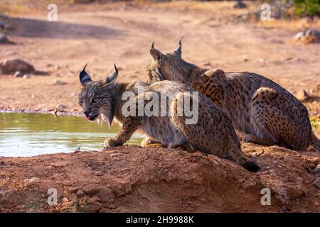 Two Iberian lynx drinking water, Lynx pardinus, wild cat endemic to Iberian Peninsula in Castilla La Mancha, Spain. Stock Photo