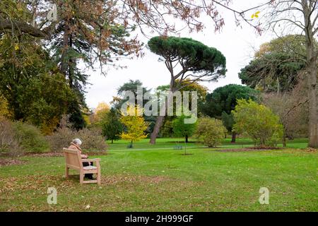 Older woman sitting on a wooden park bench at Royal Botanic Gardens Kew in autumn and view of tall pine tree Kew Garden Surrey London England UK Stock Photo