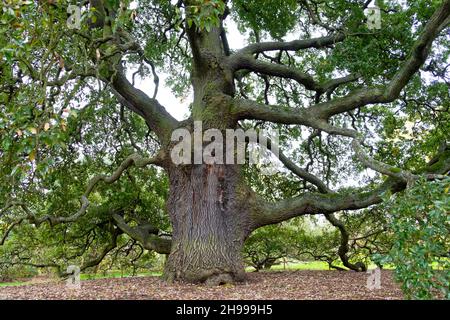 Large Lucombe oak tree Quercus x hispanica 'Lucombeana' Spanish oak Turkey oak planted in 1773 growing in autumn Kew Gardens, London UK  KATHY DEWITT Stock Photo