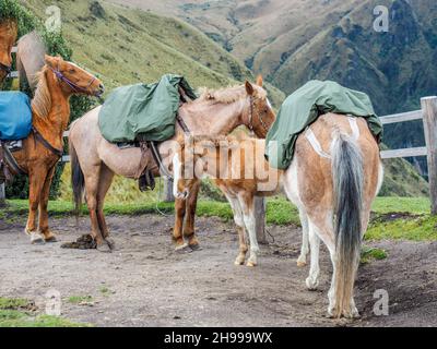 mountain horses. horseback riding through the Andes. Excursions. Horses In South America waiting under the saddle in the paddock. Stock Photo