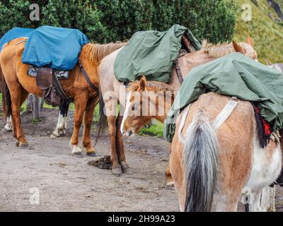 mountain horses. horseback riding through the Andes. Excursions. Horses In South America waiting under the saddle in the paddock. Stock Photo