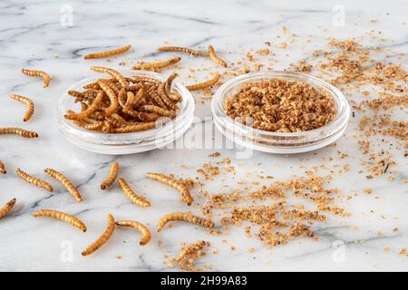 Close-up of edible insects in pumpkin soup, mealworms Stock Photo