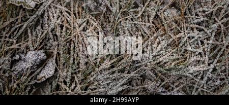 Background from dry leaves and herbs covered with hoarfrost in the early morning. Stock Photo