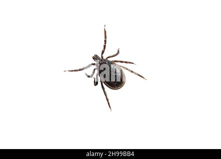 Castor bean tick (male) isolated on white Stock Photo