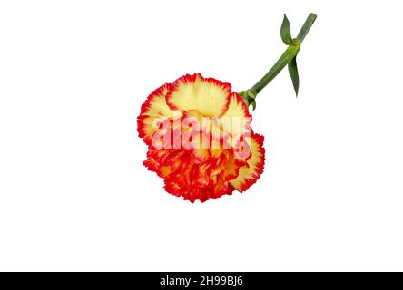 Bright yellow red carnation or clove pink flower isolated on white. Dianthus caryophyllus. Stock Photo