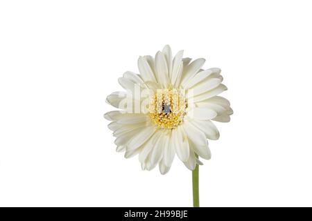 Gerbera flower head with bright yellow center isolated on white Stock Photo