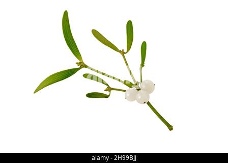 Mistletoe branch with leaves and berries isolated on white. Christmas decoration plant. Stock Photo