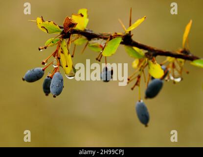 Berberis hispanica - The barberry is a fruit - family Berberidaceae and the genus Berberis. Stock Photo