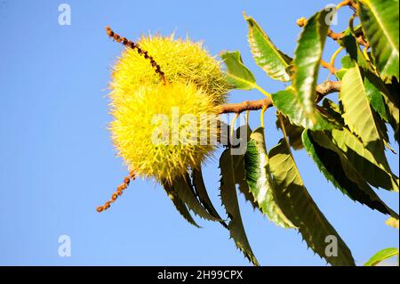 Castanea sativa, the chestnut, is a tree that belongs to the Fagaceae family. Stock Photo