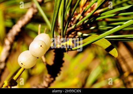 Viscum album, commonly called white mistletoe, is a semi-parasitic plant. Stock Photo
