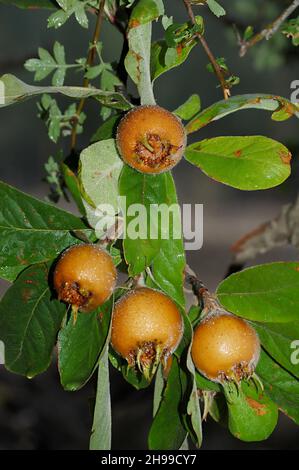 Mespilus germanica, called medlar, is a fruit tree. Stock Photo