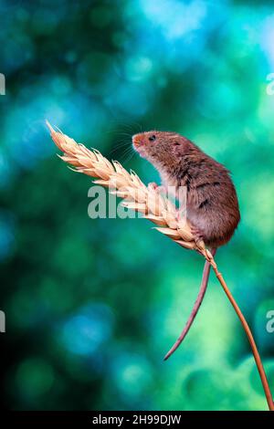 harvest mouse on foliage with bokeh background Stock Photo