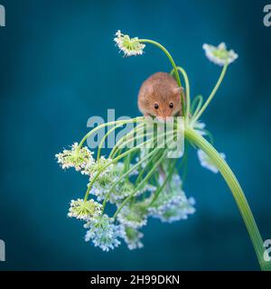 harvest mouse on foliage with bokeh background Stock Photo