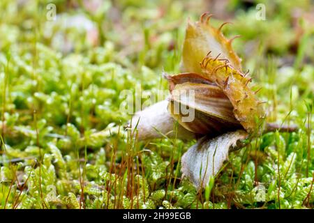 Beech (fagus sylvatica), close up showing the fallen fruits or nuts of the tree resting on moss. Stock Photo