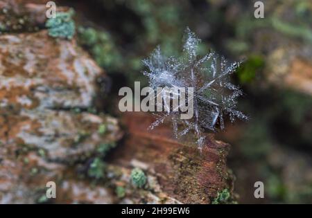 Macro photo of real snow crystal on a tree This is small snowflake with unusual pattern. Stock Photo