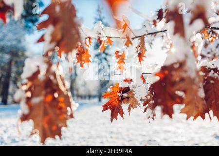 Oak tree leaves covered with snow on sunny winter day. Frozen brown branches grow in park. Close up Stock Photo