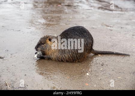 Wet nutria on the banks of the Vltava river in Prague eating a piece of cabbage Stock Photo