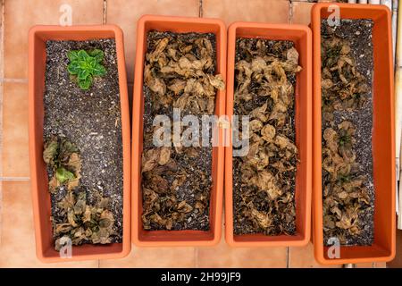 Dirty and neglected urban garden with some dead lettuce plant in it. Stock Photo