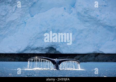 Closeup of a Humpback whale diving into the ocean in the daylight Stock ...