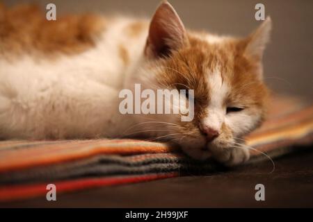 Cat sleeps and watches up on a blanket Stock Photo