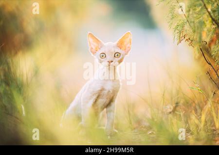 Funny Curious Young Red Ginger Devon Rex Kitten Sitting In Green Grass. Short-haired Cat Of English Breed. Looking At Camera Stock Photo