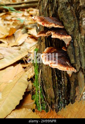 A type of bracket fungi growing on a tree stump. Stock Photo