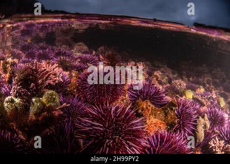 Large aggregations of Pacific purple sea urchins (Strongylocentrotus purpuratus) in coastal tidepools in Fitzgerald marine reserve in California. Stock Photo