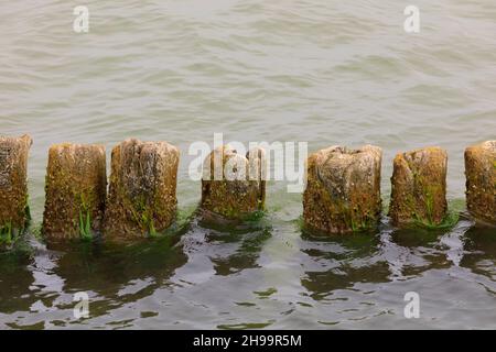 The calm sea waters. These wooden breakwaters still serve to protect the coast against the sinister effects of destructive sea waves in Kolobrzeg in P Stock Photo