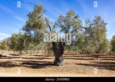 Centennial olive tree in an olive grove Stock Photo