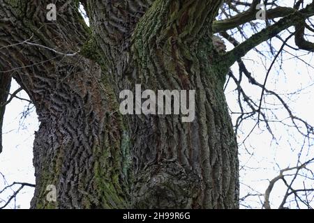 The bark on the thick trunk of a deciduous tree Stock Photo