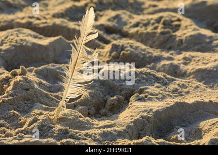 The bird has lost its feather, which is now on sand on the Polish sea coast in Kolobrzeg, Poland. Stock Photo