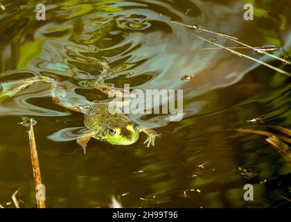 A Green Frog swimming in a swamp. Stock Photo