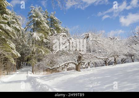 The road leads beside apple orchard on a clear day in fresh snow in winter, North Yarmouth, Maine, USA Stock Photo
