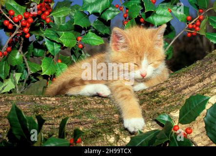 Gold tabby sleeping on log in garden with holly, Midwest USA Stock Photo