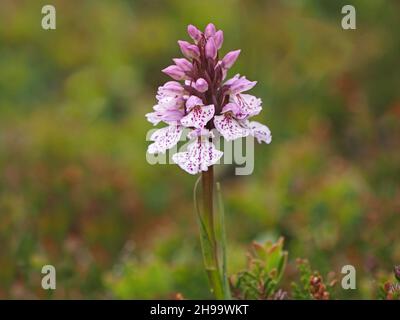 short flowerspike of Heath Spotted Orchid (Dactylorhiza maculata) with  pink purple markings on white lip on wind-blasted turf of Orkney, Scotland,UK Stock Photo