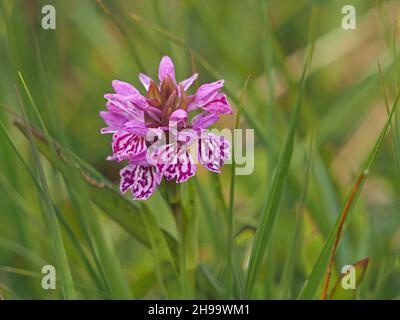 short flowerspike of Heath Spotted Orchid (Dactylorhiza maculata) with unusually bold pink purple markings on wind-blasted turf of Orkney, Scotland,UK Stock Photo