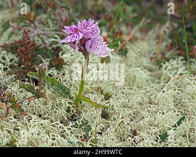 short flowerspike of Heath Spotted Orchid (Dactylorhiza maculata) with bold pink purple markings in reindeer moss & heather in Orkney, Scotland,UK Stock Photo