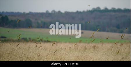 a lagre  flock of Goldfinches (Carduelis carduelis) on the wing flying over Salisbury Plain Wiltshire UK Stock Photo