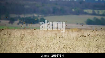 a lagre  flock of Goldfinches (Carduelis carduelis) on the wing flying over Salisbury Plain Wiltshire UK Stock Photo