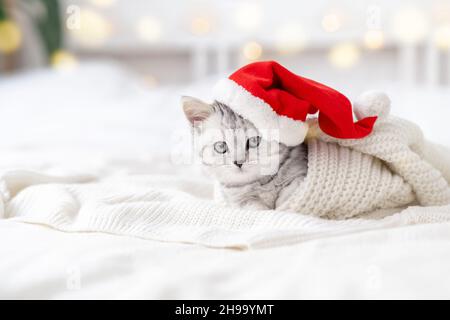 Christmas cat card Little curious funny striped Scottish fold kitten in Christmas red Santa hat on white bed at home Stock Photo