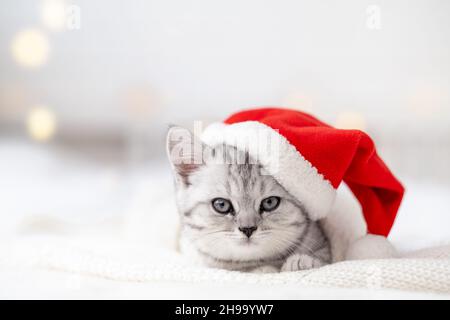 Christmas cat card Little curious funny striped Scottish fold kitten in Christmas red Santa hat on white bed at home Stock Photo