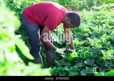 African American farmer picking cucumbers in garden Stock Photo