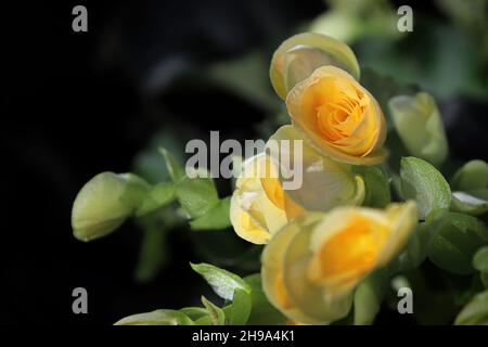 Closeup of yellow begonia flowers in bloom Stock Photo