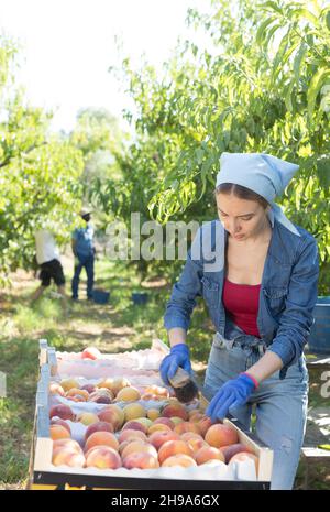 Young female farmer arranging freshly picked peaches in boxes Stock Photo