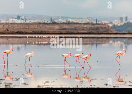 Pink flamingos walking along the coast, Larnaca salt lake, Cyprus Stock Photo