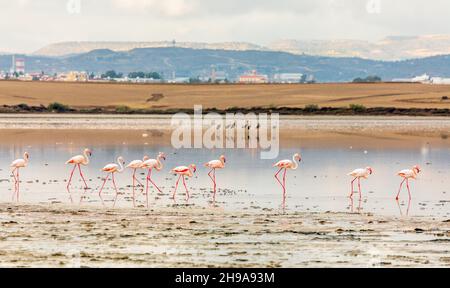 Pink flamingos walking along the coast, Larnaca salt lake, Cyprus Stock Photo
